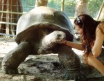 Magma The Aldabra Tortoise