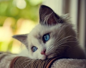 sad cat