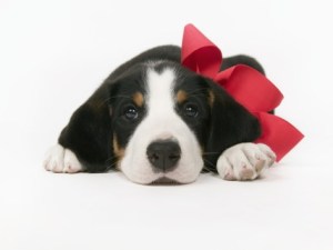 puppy-wearing-red-bow