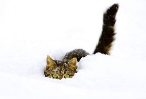 The Norwegian Forest Cat is a breed adapted to a very cold climate.