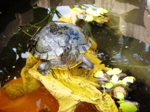 Little David in his pond