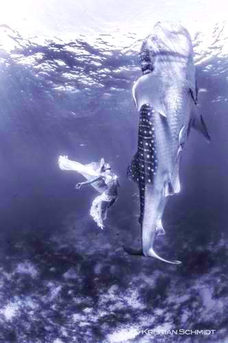 Extraordinary-fashion-shoot-with-huge-whale-sharks4