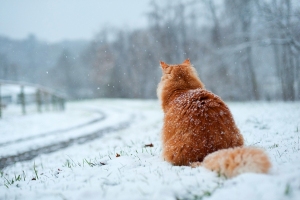 Lonely cat waiting by the road by Shutterstock