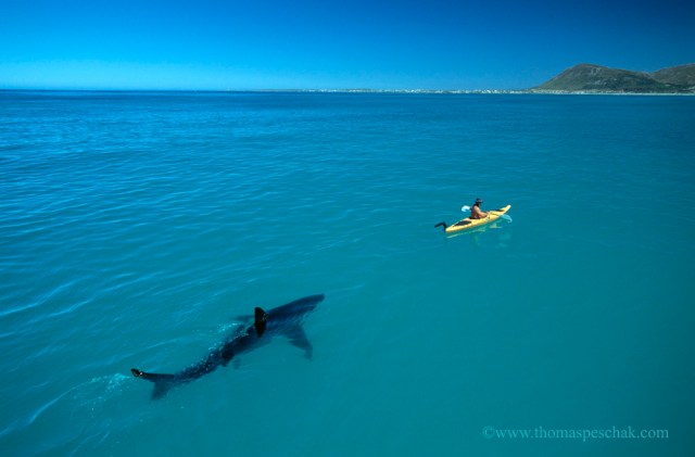 Kayaking with Great White Sharks