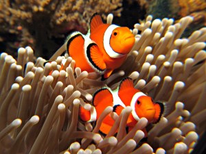 Nemo Clown Fish