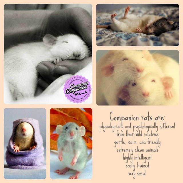 Companion Rats