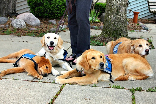Comfort Dogs