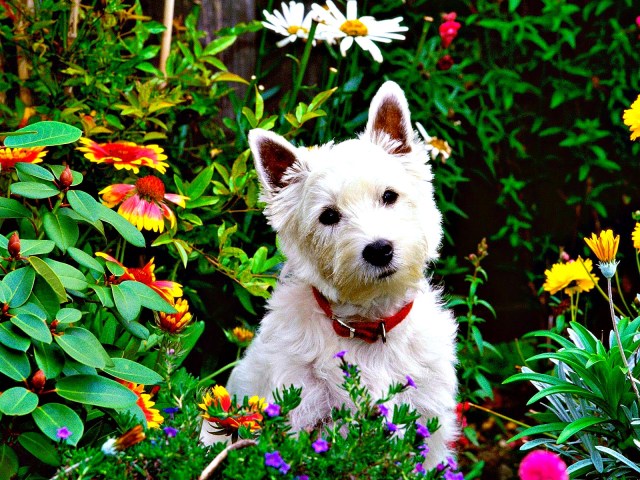 Dog in garden