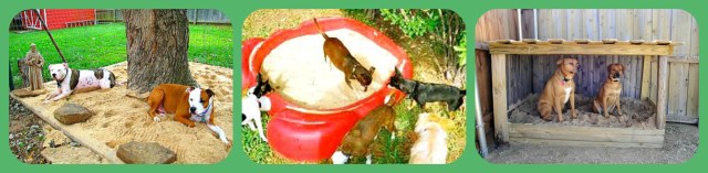 Dog Sand Box
