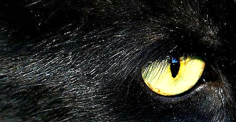cats eye