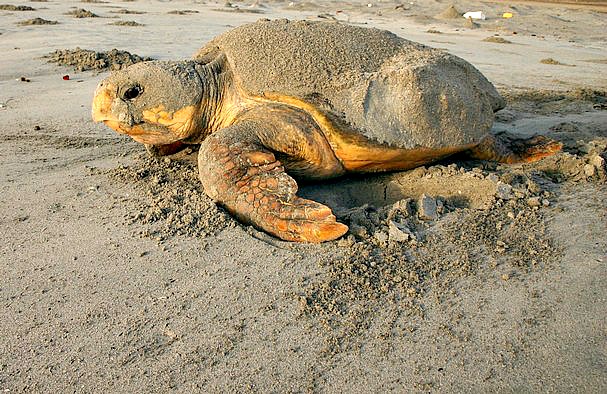 Loggerhead sea turtle beached and preparing to lay her eggs