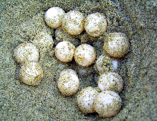 loggerhead sea turtle eggs