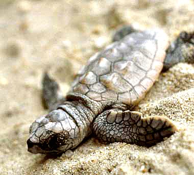 loggerhead Sea Turtle