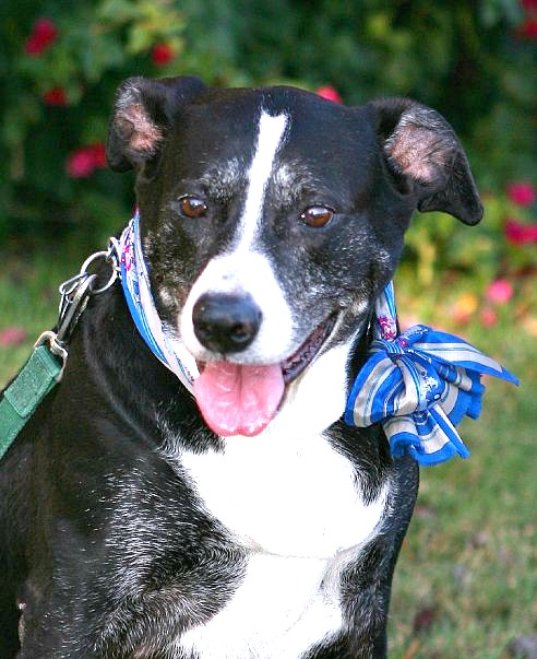 beautiful family dog April Davis lab pit bull mix