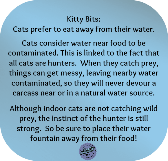 cat facts_feline facts_pet tips_cat water fountain
