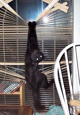 I need to be exercised. I am bored. I need to expend my energy elsewhere. Please help me, human. 