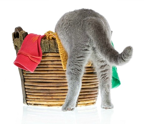 These clothes smell new. I think I will make them smell more like me by peeing on them. 