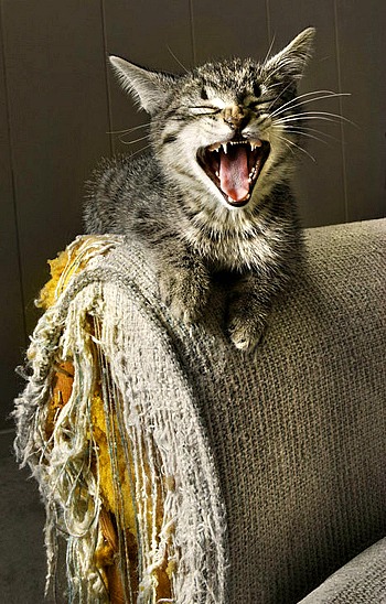 cat scratcing furniture