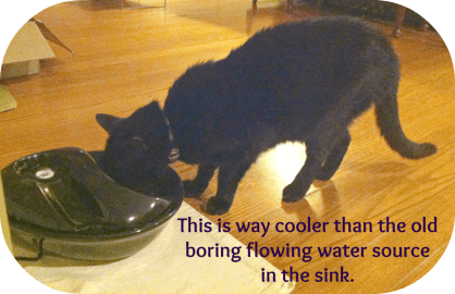 cat water fountain pets