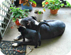 Sadie cat and April enjoying each other's company on my mother's porch in Orlando
