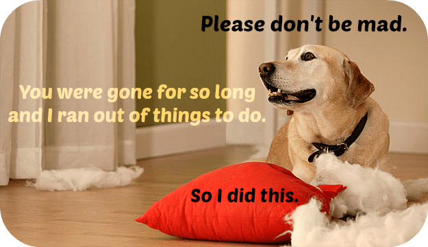 Dogs do not do things out of spite or malice. They are often bored, scared, or need exercise!