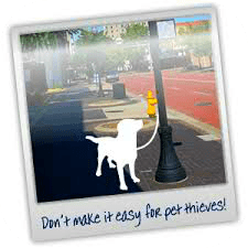 dog theft prevention