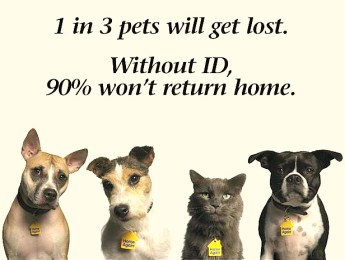 microchipping pets home again