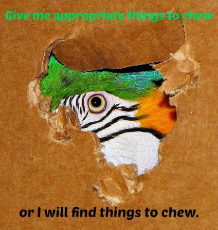 Animals will find things to chew if we do not provide appropriate ones.