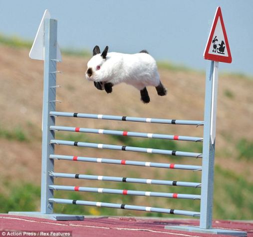 Rabbit Agility Has Become a Very Popular Sport!