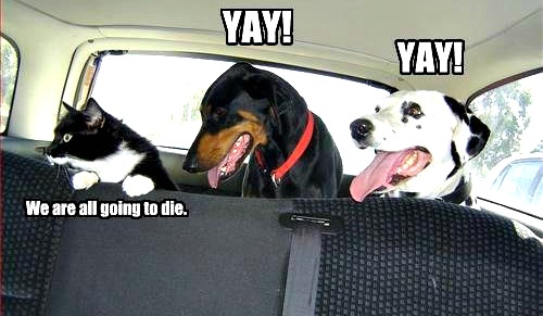 Car+Rides.+Cats+vs+Dogs.