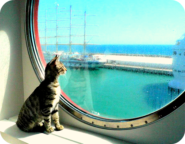 cats-at-sea