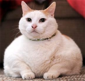 obese cat