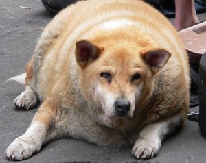 some pets use food as a coping mechanism to cope with emotional distress