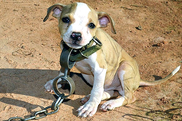 When this little puppy was found, he wore a heavy chain typical of dog fighting victims.