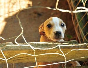 This puppy was one of 372 dogs rescued in what authorities say was the second largest dog fighting ring in the United States. It was a multistate raid that took place in Alabama, Mississippi, Georgia and Texas and led to the arrest of 12 people.