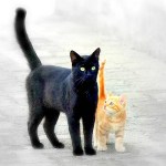 Mr. Beaux and Knox are Halloween buddies