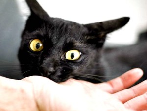 CAT:  You failed to notice that I wanted you to stop petting me, so here is how I tell you that you can stop petting me NOW. 