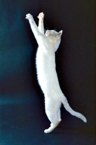 All cats need daily mental and physical stimulation 