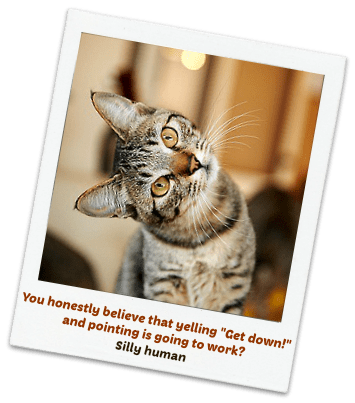 Training Tips from The Cat