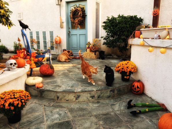 Conscious COmpanion_Halloween_amy martin_carlsbad beach 2017_copyright