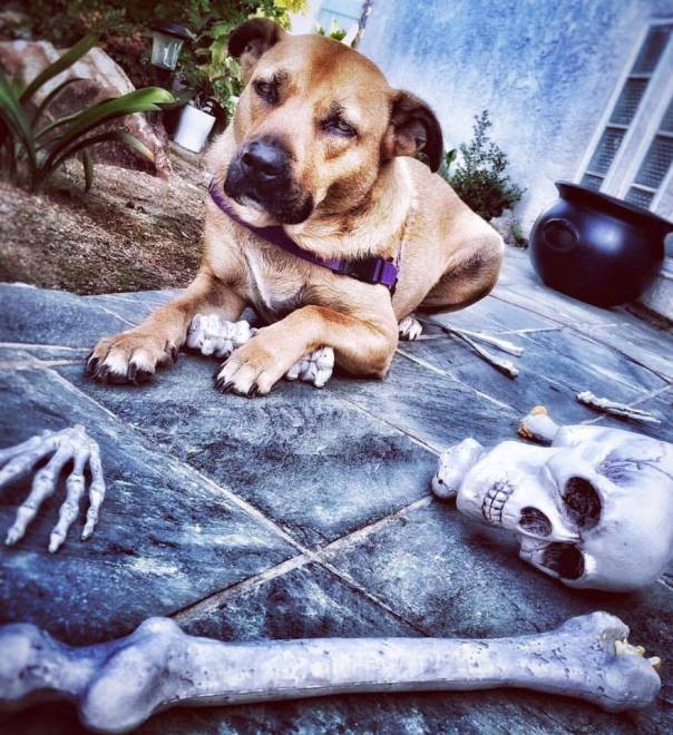 Conscious Companion_Hocus Pocus_Amy Martin_copyright