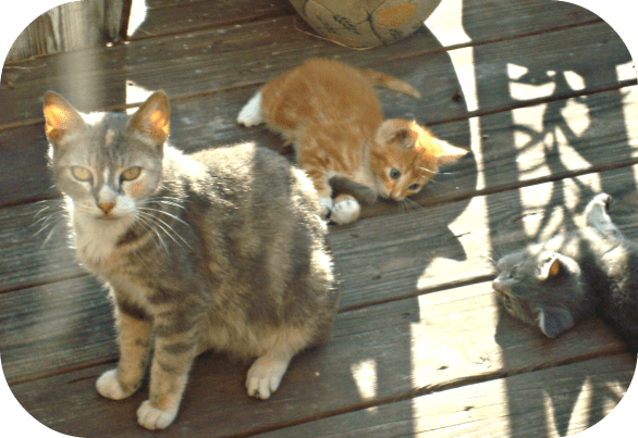 "Mama Cat" and her kittens. Mama Cat was a feral cat that lived around my house in New Orleans. I TNR (spayed and released) her and then spayed and neutered her kittens and found homes for most of them. I loved her so much.