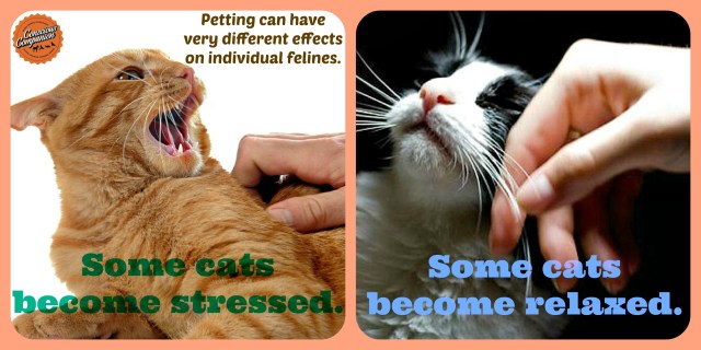 Every cat is unique, so we must interact with them as individuals. Each cat has certain preferences 