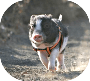 Portly Piggies Need Exercise Too!