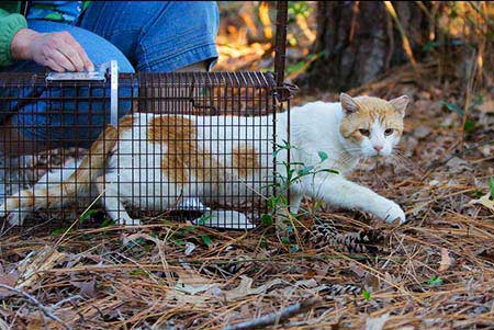 TNR (Trap & Neuter Return)