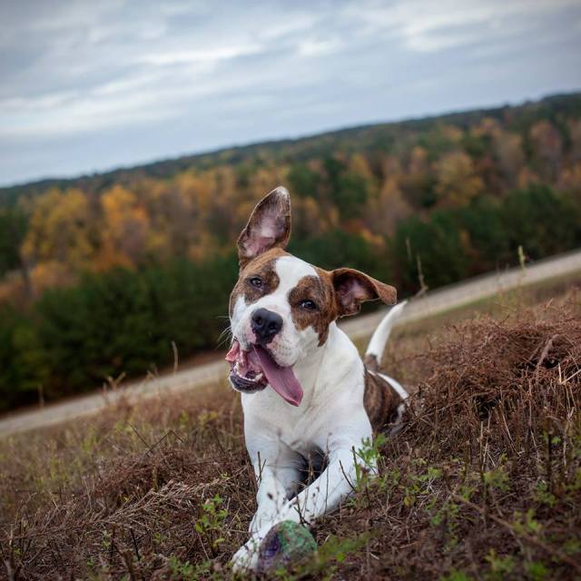 Charo, impoundment #90561. She is still looking for a home. It has been 118 days.This good girl is very busy, likes to keep herself occupied, and LOVES to be around people. She does not miss meals, is extremely treat motivated, already knows "SIT".