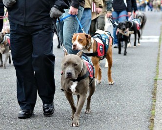 Certified Northwest Battle Buddies Dogs walking with their Veteran guardians in the Veteran's Day Parade.   Photo by Waz-Mix Pix
