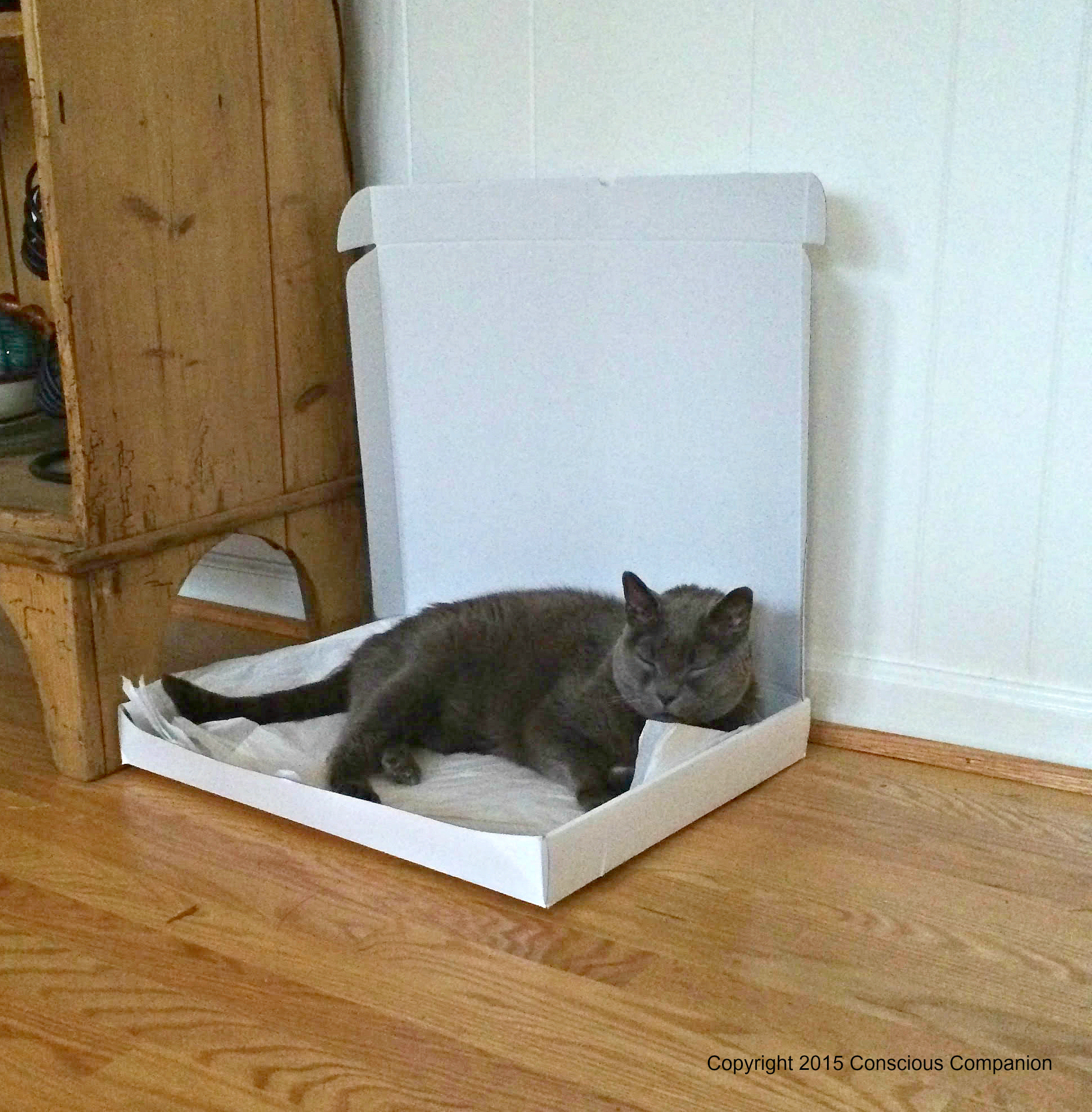 Albert_Low sided box for senior cats.jpg