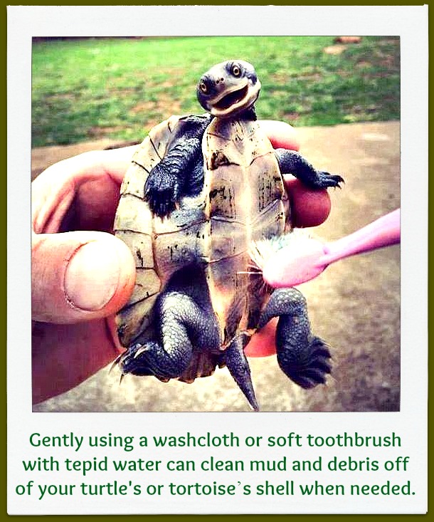 cleaning turtle shell belly with toothbrush
