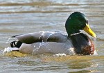 duck water be the duck